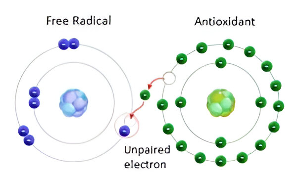 Primary antioxidants interrupt the oxidation process by neutralizing free radicals - unstable molecules