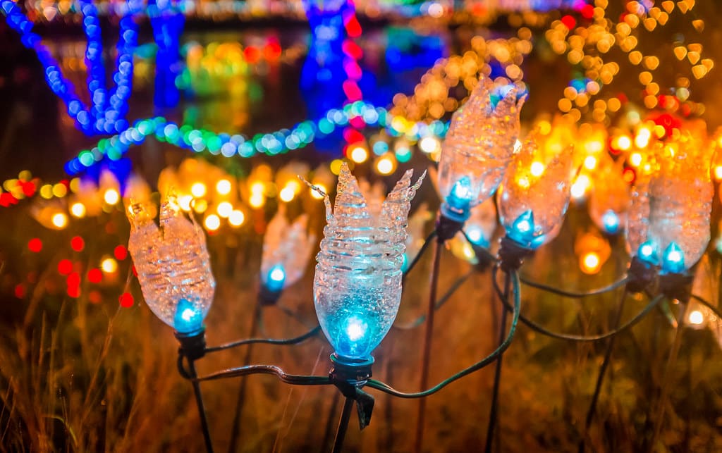 Water Bottle Tulips Water Bottle Tulips