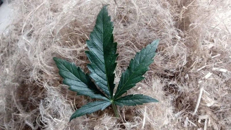 How are hemp-based bioplastics made?