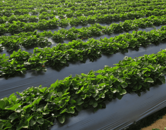 Applications Archives - EuP Egypt